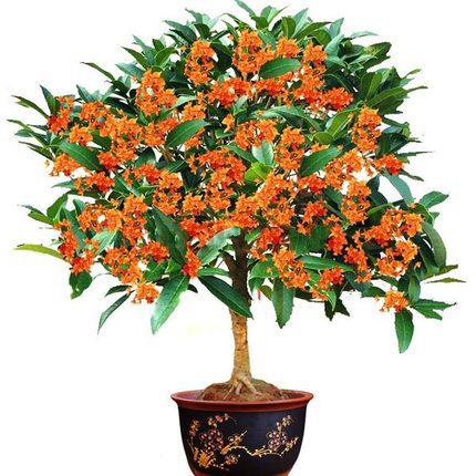 【折扣】桂花树矮桩桂花大树苗四季常青浓香花卉户外庭院别墅风景