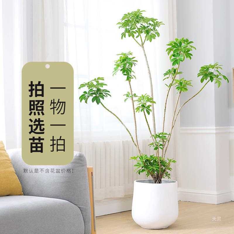 11鸭脚木大盆栽八方来财室内常绿植物办公室客厅大型绿植盆栽