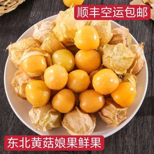 东北姑娘果特产灯笼果长白山黄菇娘果新鲜水果现摘现发顺丰新品