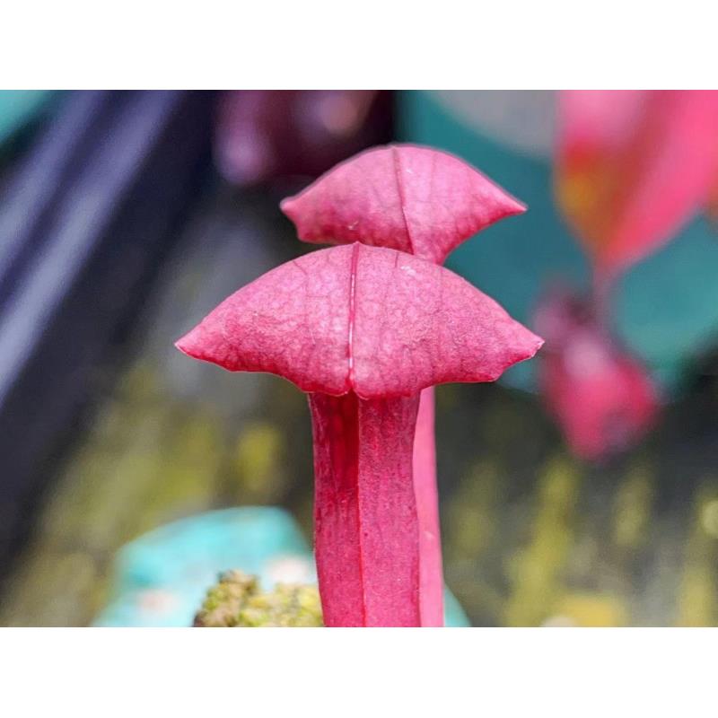 红盖头瓶子草 食虫植物捉虫食虫草捕蝇草猪笼草绿植食人花