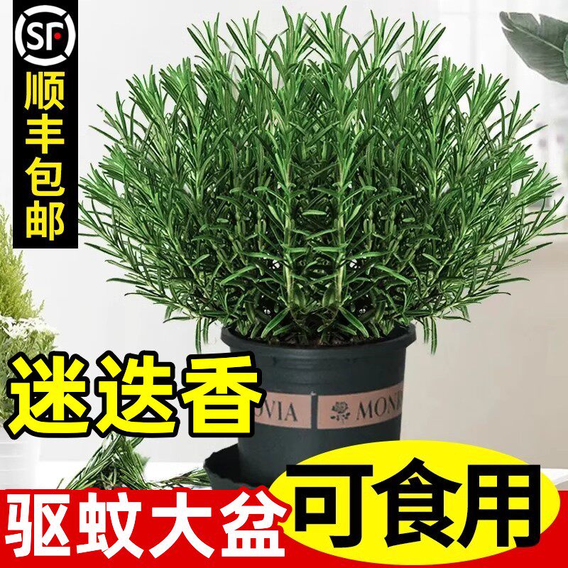 速发迷迭香盆苗栽可食用驱蚊植物香草薄荷苗水室花卉绿植物培内煎