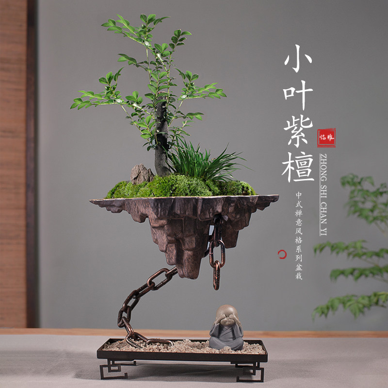 速发小物紫檀盆景绿意叶盆栽办公室内花客厅禅植摆件造景天空之城