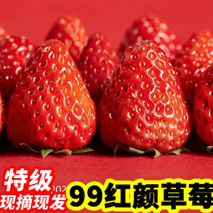 新鲜现摘特级丹东99红颜奶油草莓 当季酸甜新鲜水果 九九大草莓