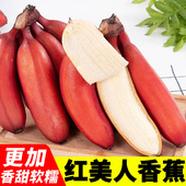 正宗福建 广西红美人香蕉 新鲜特级红皮香蕉红色孕妇水果整箱食品