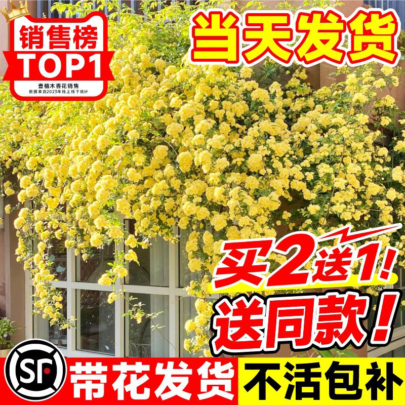 黄木香花苗爬藤植物花卉重瓣白木香树苗蔷薇四季开花庭院大苗