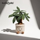 Smilebella发财树植物盆栽玩偶毛绒玩具公仔安抚娃娃摆件生日礼物