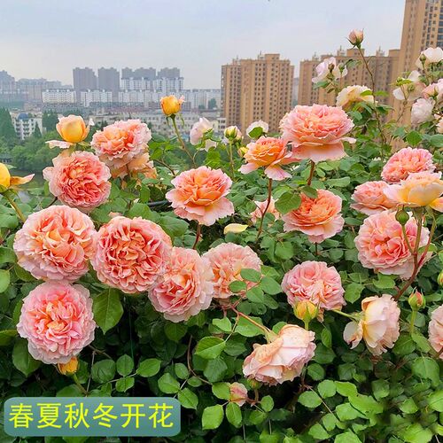亚伯拉罕达比爬藤月季大苗浓香庭院四季蔷薇花P苗藤本大花玫瑰花