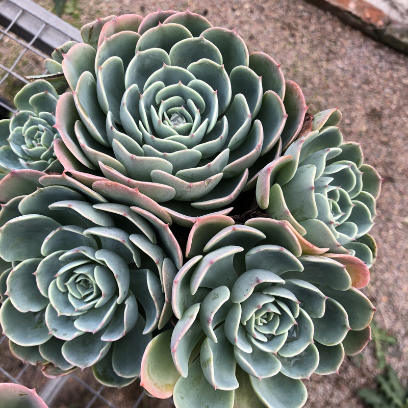 玉蝶多肉植物老桩超大一物一拍包邮大颗组合N盆栽绿植花卉含盆带