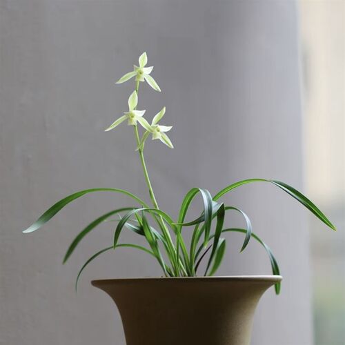 兰花苗建兰四季兰黄山雪小草型花开高出架夏秋带花苞X浓香型室内