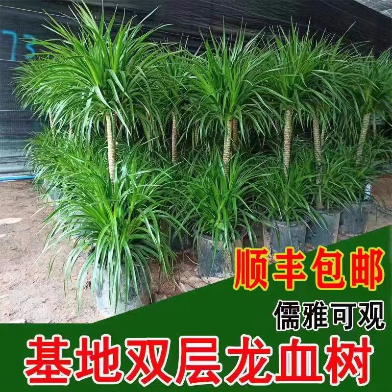 老桩龙血树盆栽龙须o树大型植物室内客厅绿植办公室净化空气绿植