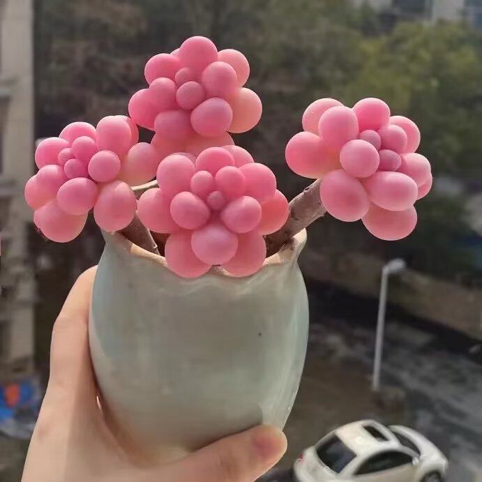 稀有精品老桩多肉植物桃蛋室内阳台美观防辐O射绿植花卉盆栽含盆