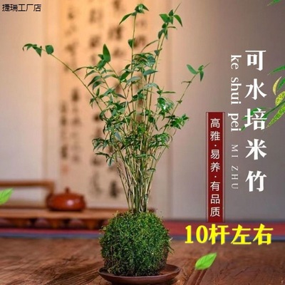 米竹盆景植物室内微观盆景凤尾竹观音竹观赏竹子庭院W小型米竹盆