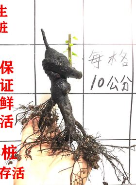 重庆灌木金d弹子盆景素材生桩熟桩母桩树桩不落叶绿植客厅盆栽老