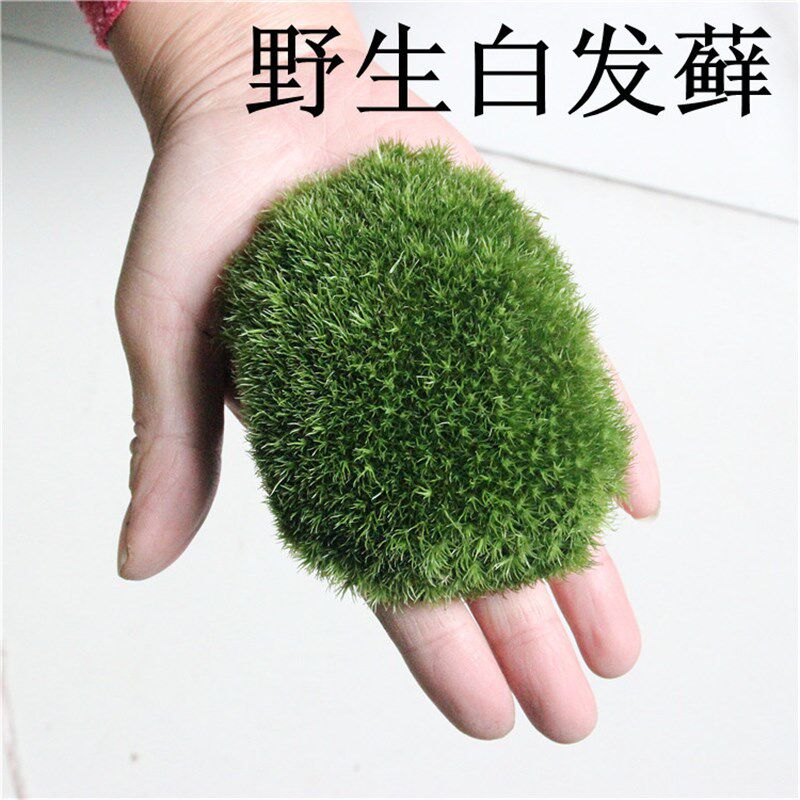 新鲜白发藓 多肉微景观DItY搭配摆件 1平方 苔藓青苔盆景植物绿植