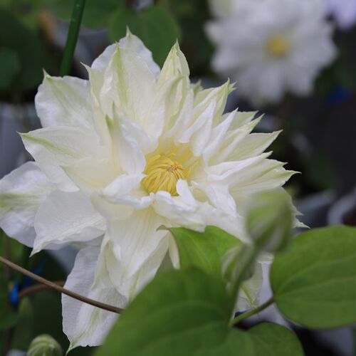 优藤铁线莲早花j植物爬藤庭院地栽阳台拱门花墙大苗加仑耐寒盆栽