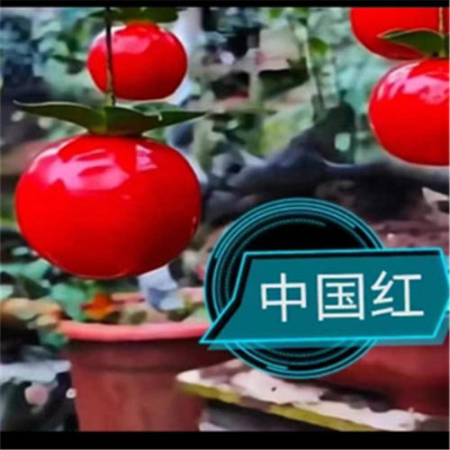 大红花生b果金弹子灌木品种嫁接苗中国红逸源红镇园红观花观果熟