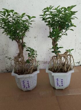提根六月雪小盆景 老桩金边六月雪小苗 室内客厅植W物盆栽树桩盆