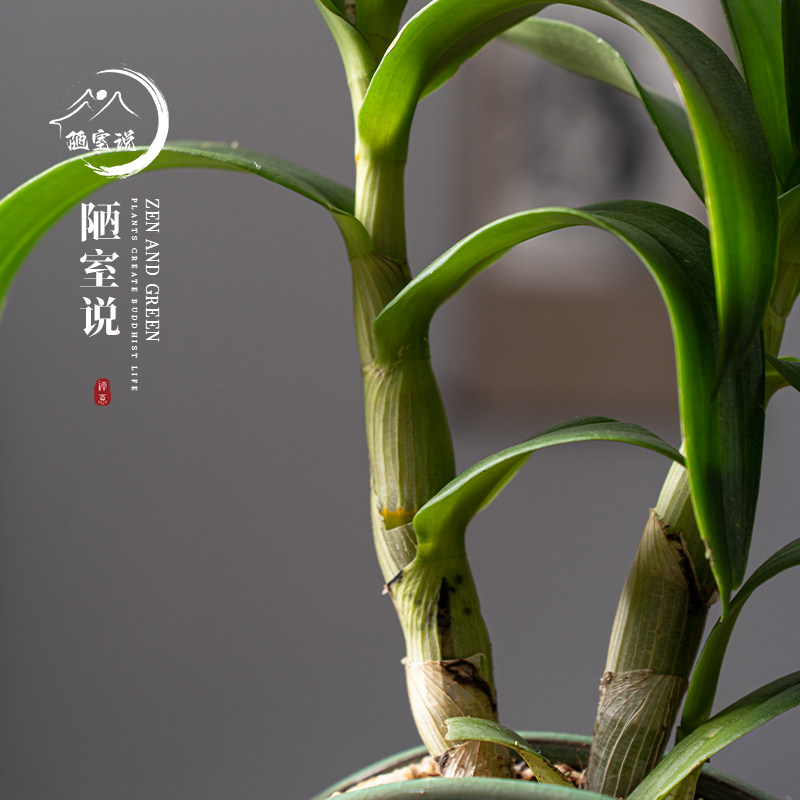 香水石斛a兰盆栽室内盆景开花植物花卉兰花绿植桌面带花苞茶桌摆