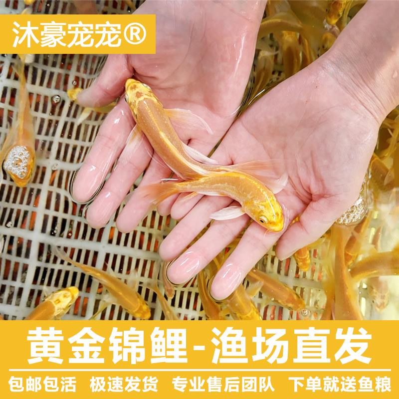 黄金锦鲤鱼冷水热带淡纯种