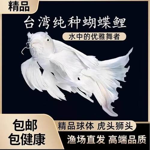 台湾纯种普身白蝴蝶锦鲤观