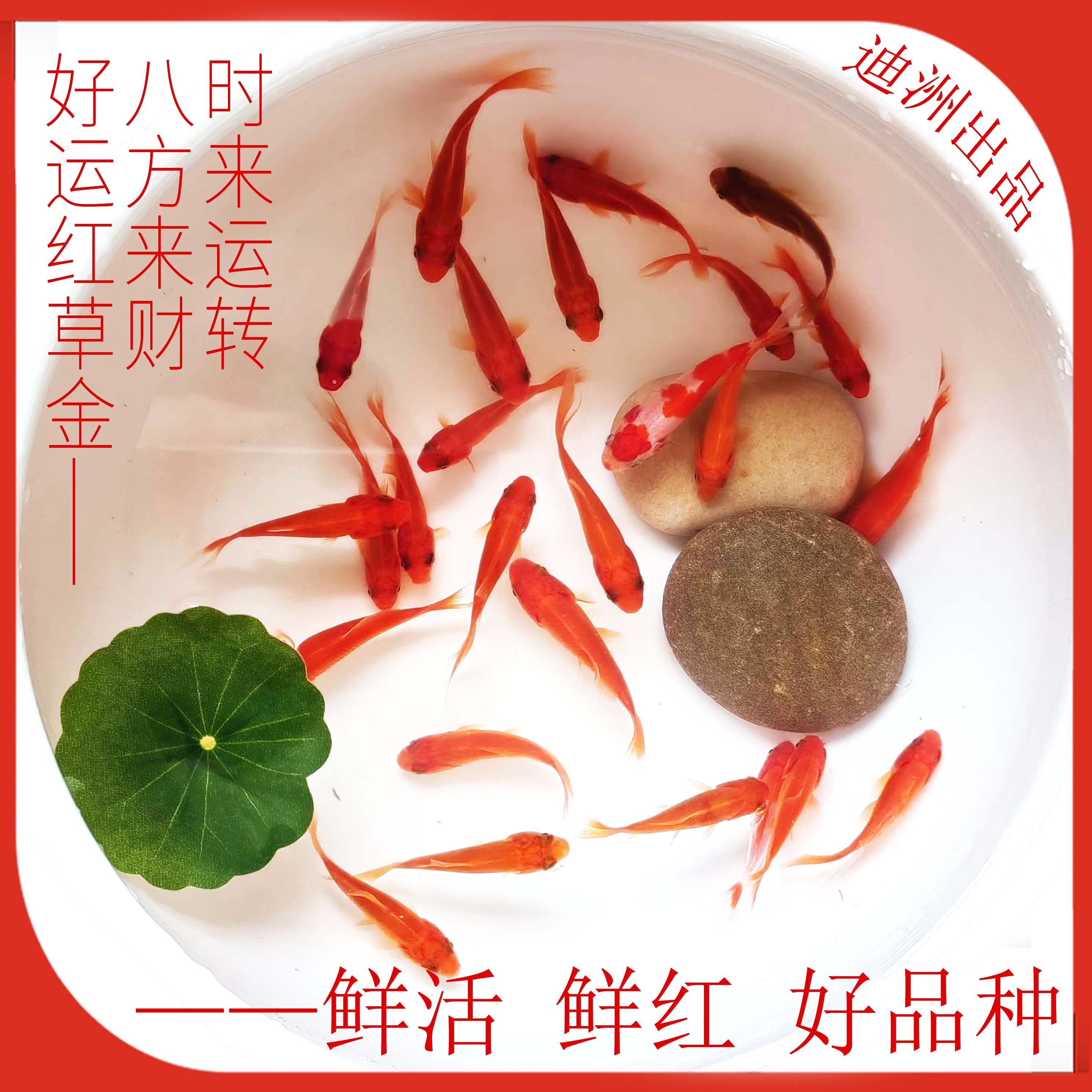 观赏鱼冷水红白锦鲤耐活好