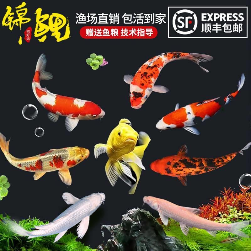 锦鲤鱼活观赏金苗纯种冷水