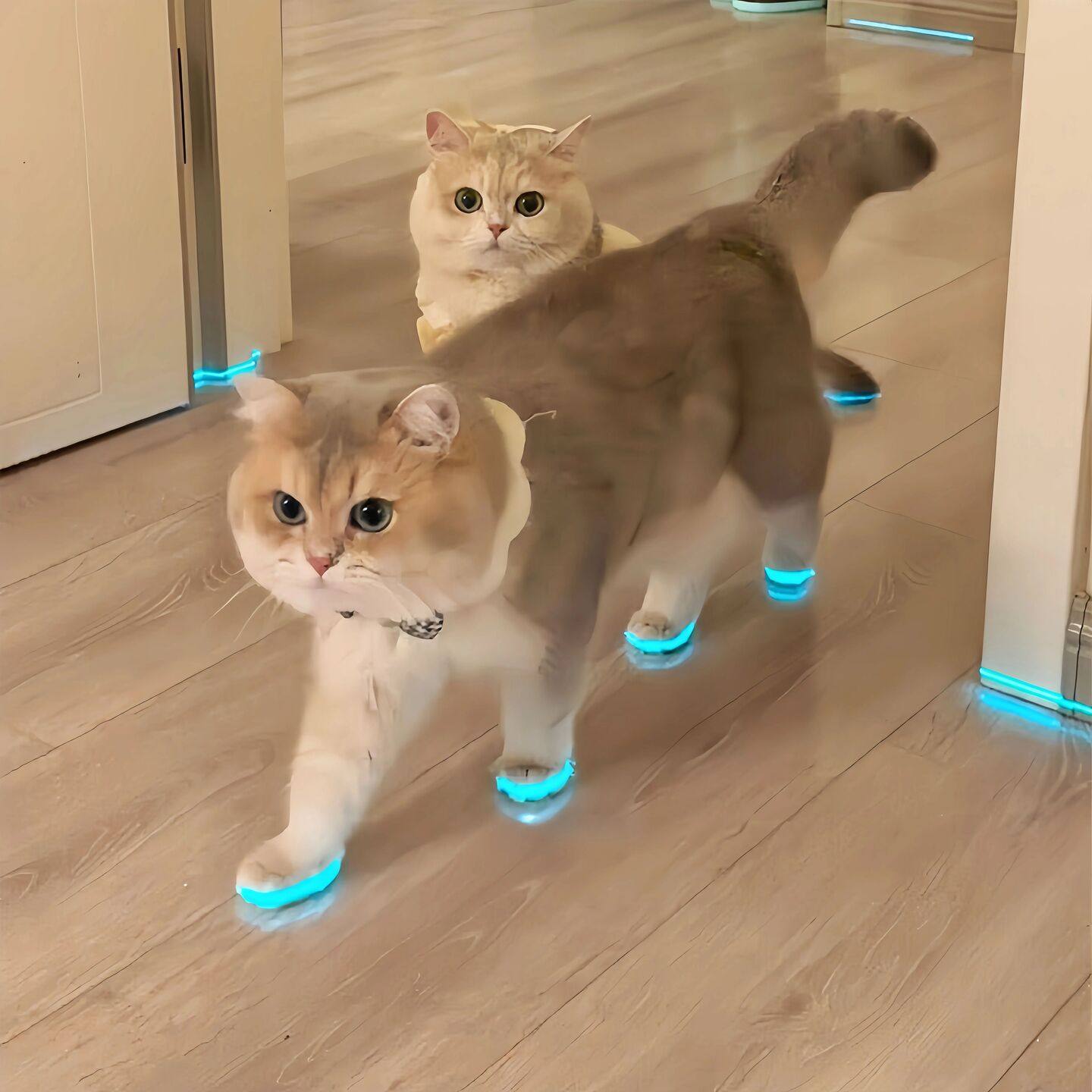 【猫猫的爱鞋】猫咪发光鞋子玩具小狗宠物鞋子间反光条拍视频配饰,宠物/宠物食品及用品,宠物鞋子,淘宝优惠券,粉丝福利购,淘宝优惠卷