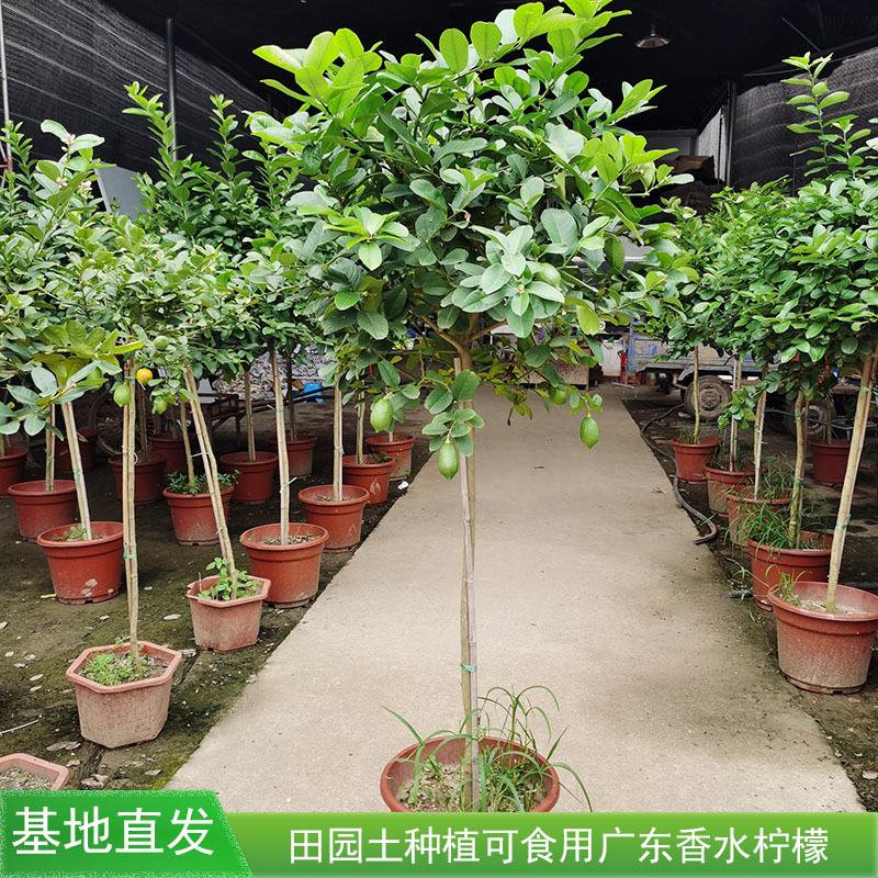 带果柠檬树盆栽可食用棒棒糖老桩大型挂果四季香水黄色柠檬树庭院