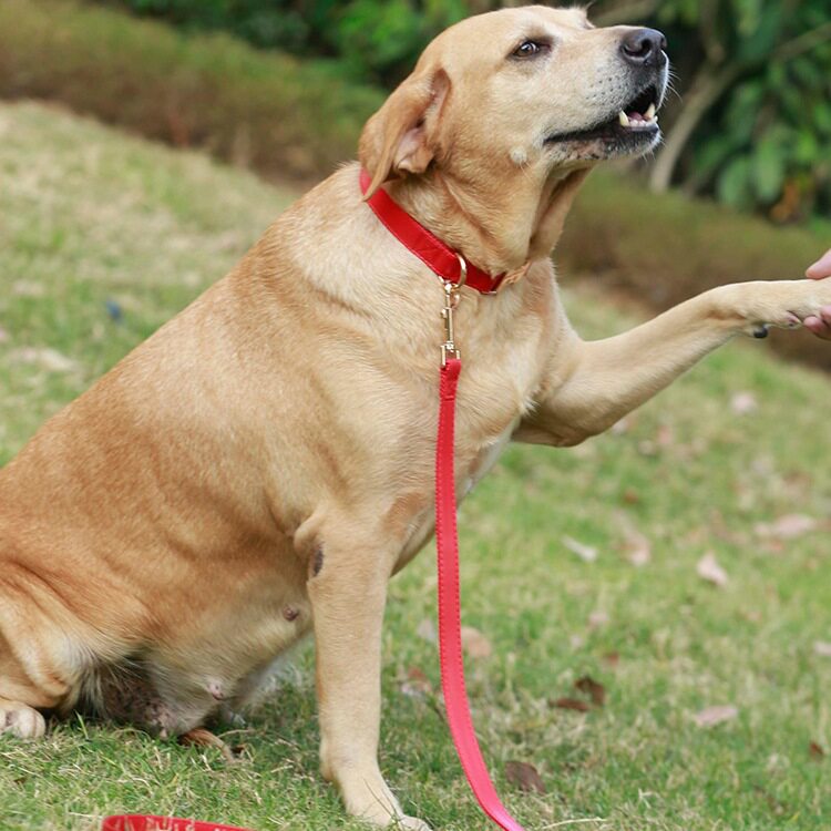 狗狗项圈中大型犬拉布拉多脖圈可调节皮质颈圈防丢狗牌