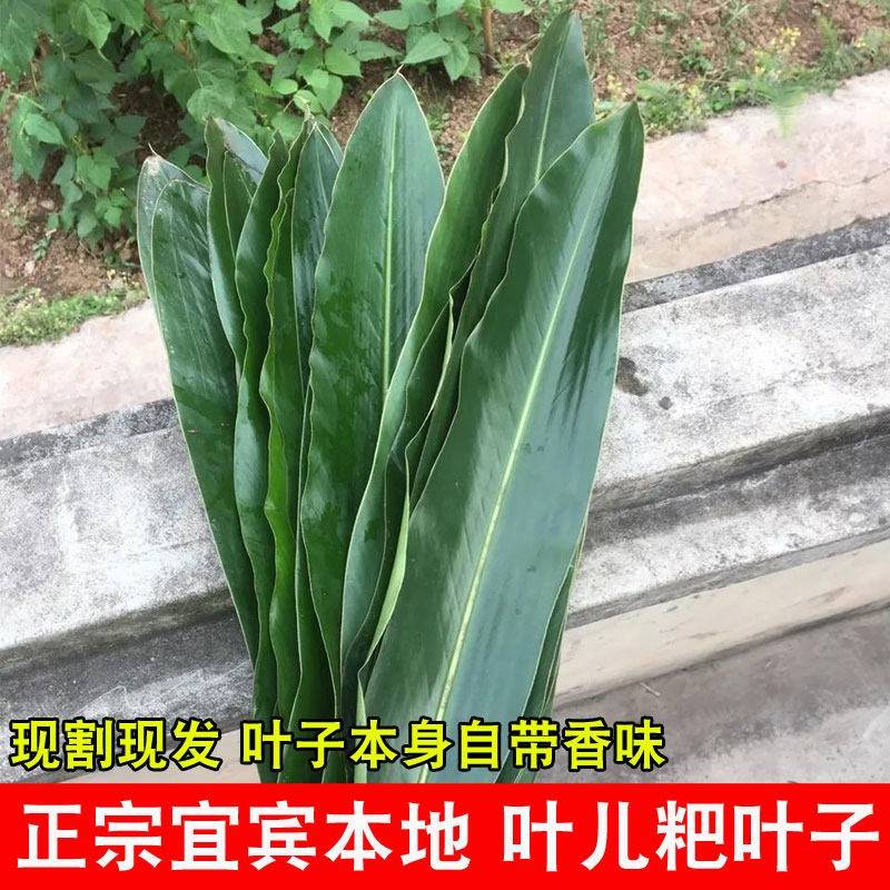 正宗四川宜宾本地鸭儿粑叶子猪儿粑叶子叶儿粑叶子新鲜良姜叶张