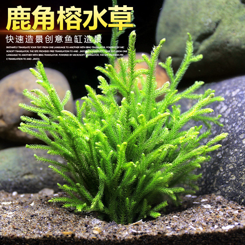 速发鹿角榕懒人水草鱼缸植景水草植物淡水真草缸装饰套造餐物水草