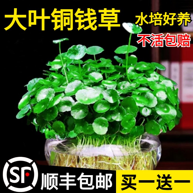 速发买一送一带叶铜钱卉水培盆栽室内花草绿养水植金钱草水生四季
