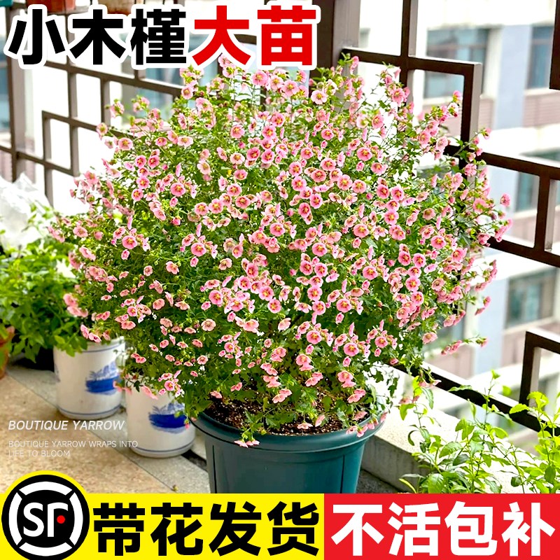 速发小木槿花盆栽棒棒糖台雪花卉植物室内蓝苗花大苗重瓣花庭院