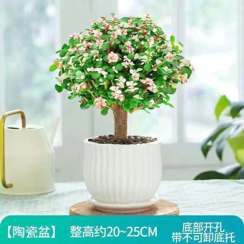 速发金枝玉叶盆栽多肉植物大型老桩造绿花卉内植盆景室型雅乐之舞
