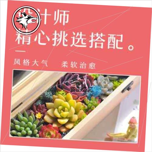 速发多肉礼盒多肉植物组合盆栽神节礼物多肉组合盆栽套装种好成品