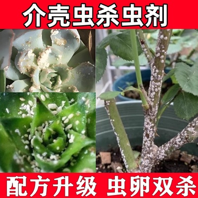 蚧壳虫杀虫剂多肉花卉植物杀虫药果树介壳虫白粉虱跳甲杀虫剂
