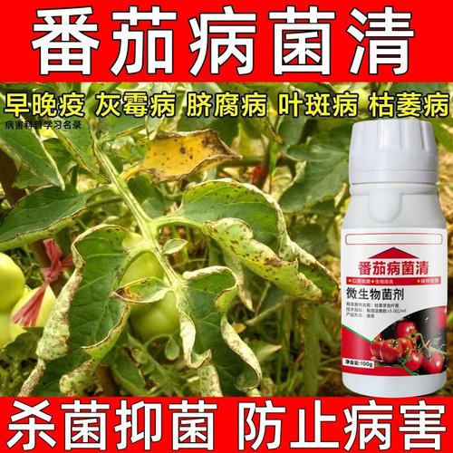 西红柿药番茄病菌清立