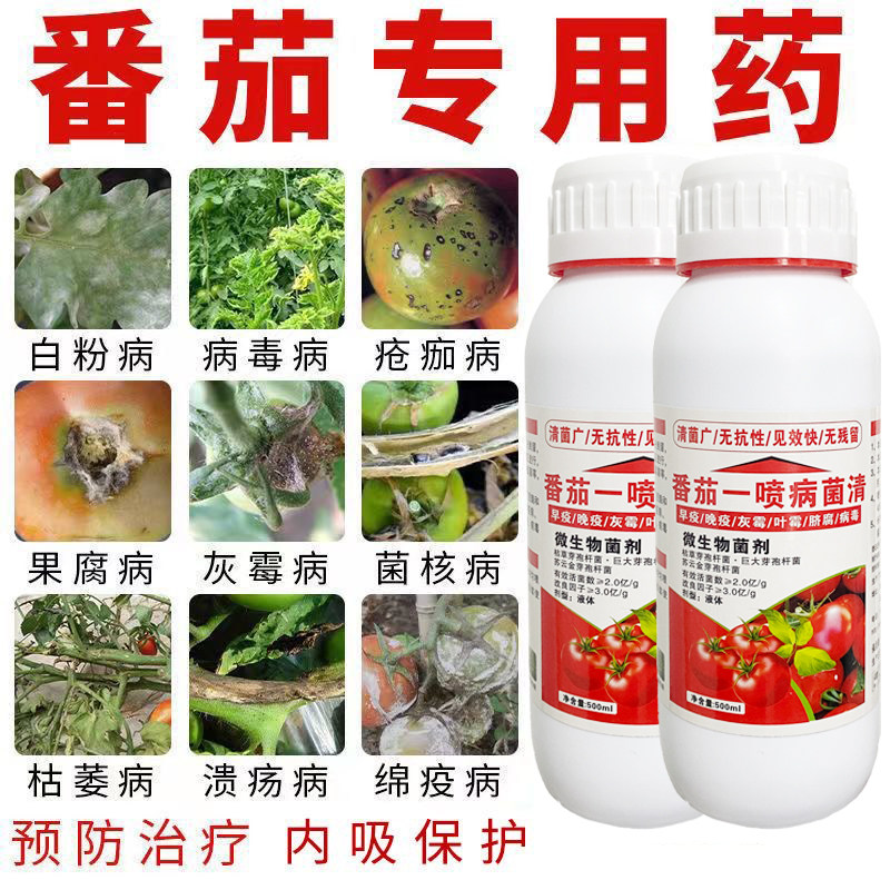 番茄卷叶病专用杀菌剂番茄白粉病疮痂病灰霉病菌核病溃疡病农药