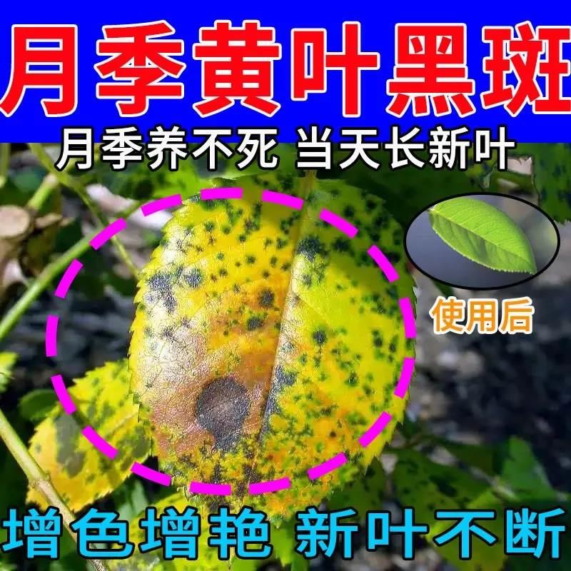 月季黑斑病专用药蔷薇玫瑰黄叶白粉病褐斑病霜霉病专用杀菌剂通用