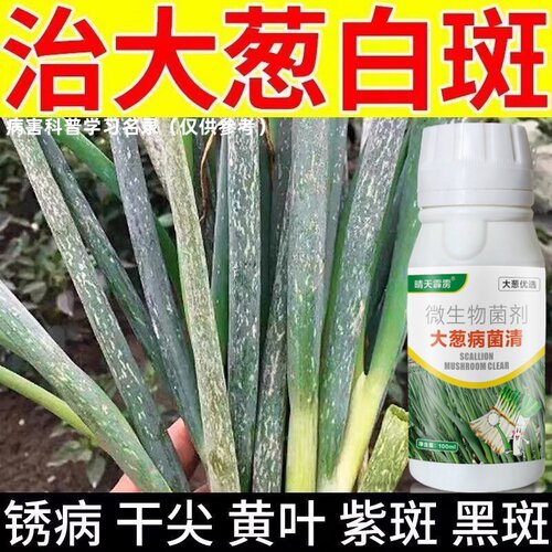 大葱治病药大葱白斑病锈病干尖黄叶紫斑病大葱小葱农药杀菌剂
