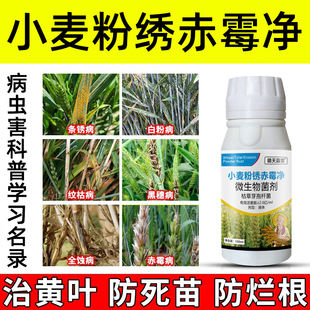 小麦粉锈赤霉净小麦病害药干尖黄叶死苗烂根黑穗病白粉病防治正品