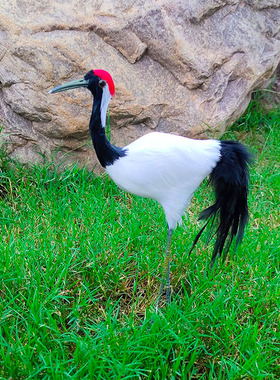 热卖仿真丹顶鹤羽k毛模型摆件仙鹤盆景橱窗创意装饰田园风手工艺