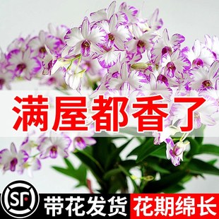 速发秋石斛绿鸽盆栽带苞花泼墨石斛兰花澳洲耐寒浓香桌面盆景白植
