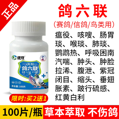 鸽六联片鸽子扭头歪脖怪叫不吃食