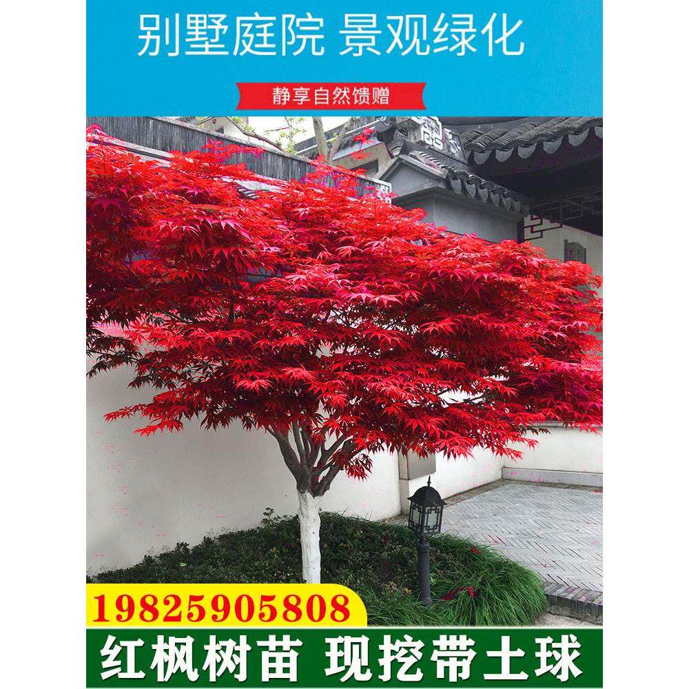 庭院红枫树苗中国红四季种植室外耐寒日本红舞姬盆景盆栽绿植绿化
