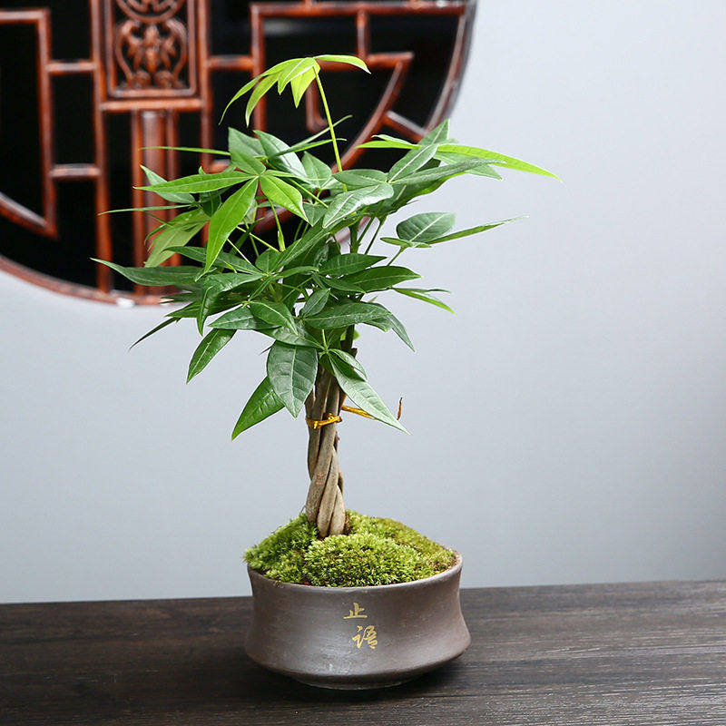 紫砂室内盆景组合绿植花器粗陶透气桌面多肉植物文竹小盆陶瓷花盆,鲜花速递/花卉仿真/绿植园艺,花托/移动托盘,淘宝优惠券,粉丝福利购,淘宝优惠卷