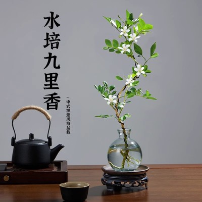 速发卉培九里香盆栽植物室内办公桌面绿植花人水养懒水植物七里香
