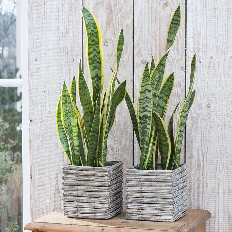 速发绿萝散尾葵琴叶榕观皮兰盆栽苗办公室内客厅大虎型叶绿植