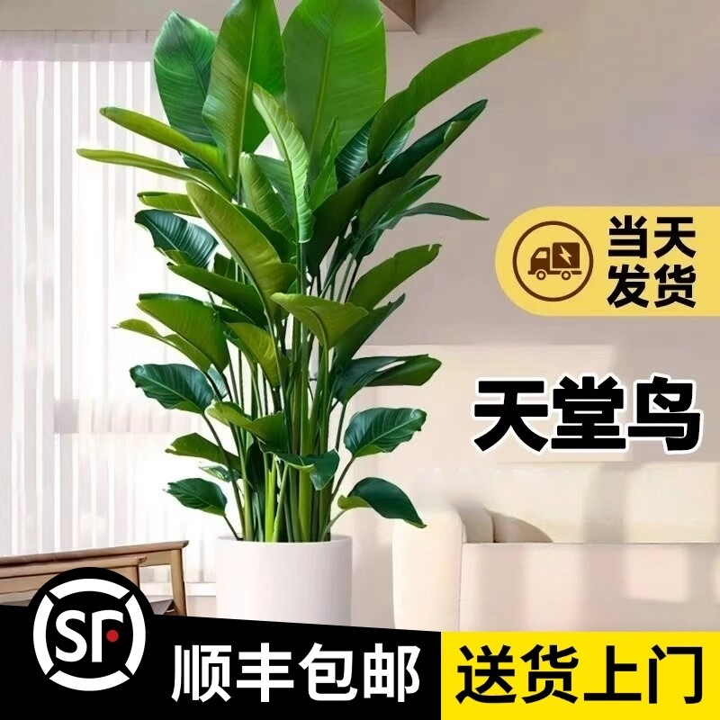 【大5A天堂鸟】1.6-1.7桌面绿植