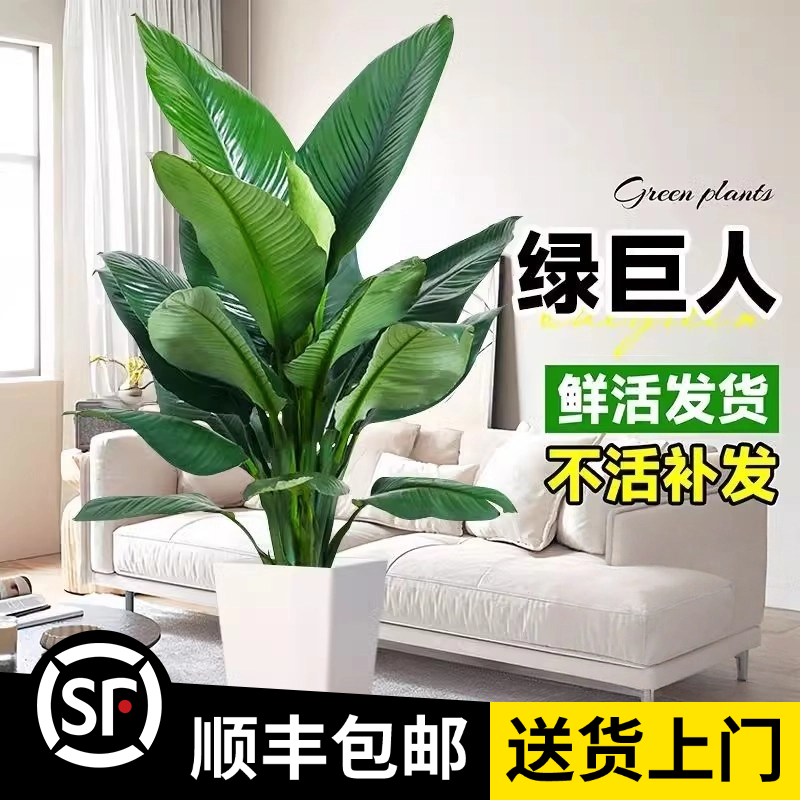 【绿巨人】80cm大单株（顺丰包邮）万年青白掌大叶绿植花卉